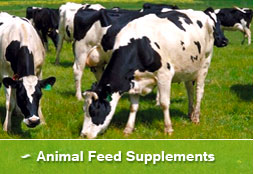 Animal Feed Supplements